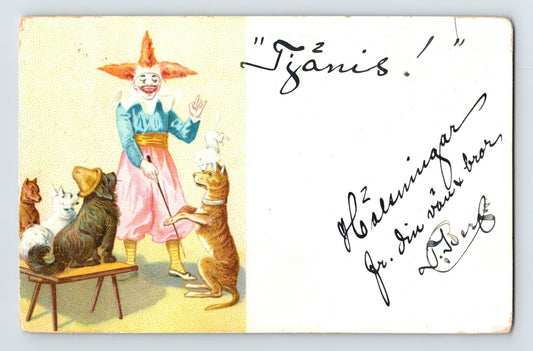 1907 Swedish postcard with clown dog trainer and performing dogs undivided back posted
