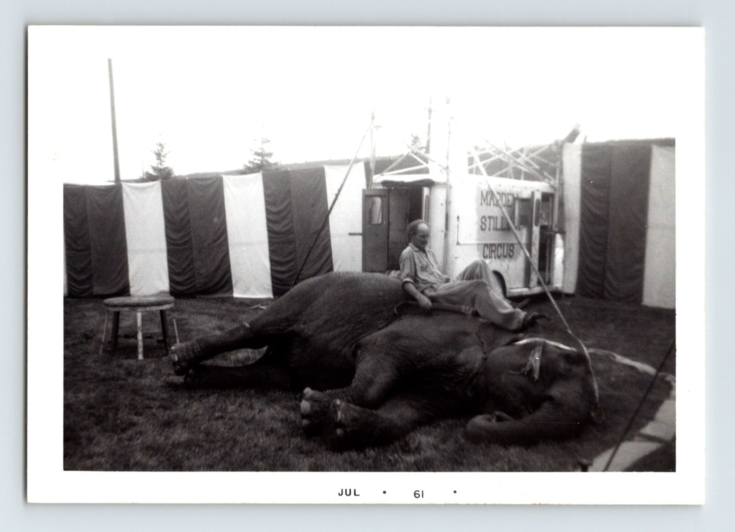 Madden Stillian Circus 1961 photo sleeping elephant trainer resting on elephant tent backdrop