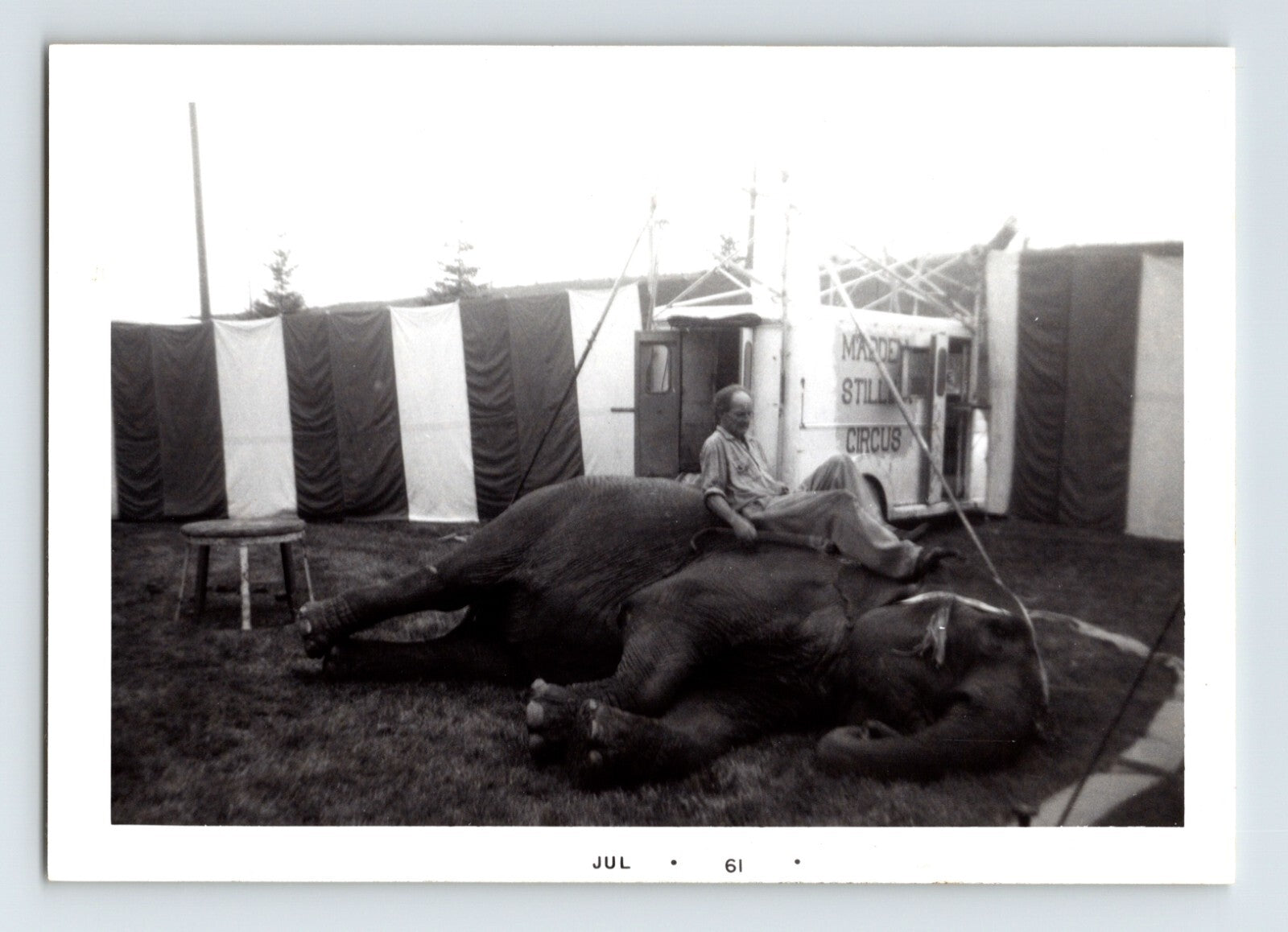 Madden Stillian Circus 1961 photo sleeping elephant trainer resting on elephant tent backdrop