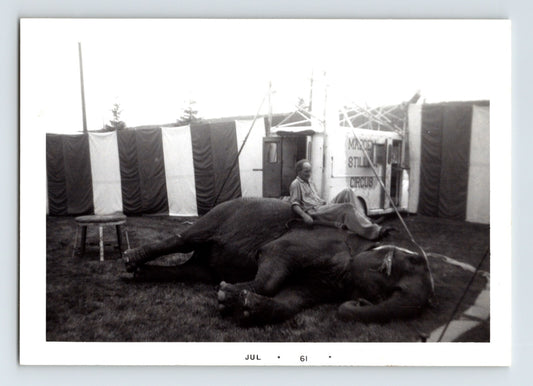 Madden Stillian Circus 1961 photo sleeping elephant trainer resting on elephant tent backdrop