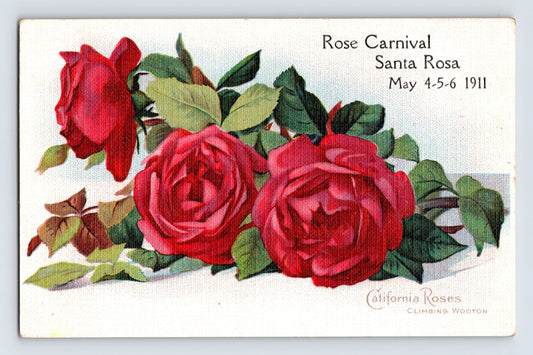 Postcard California Santa Rosa CA Rose Carnival 1911 Climbing Wooton Unposted