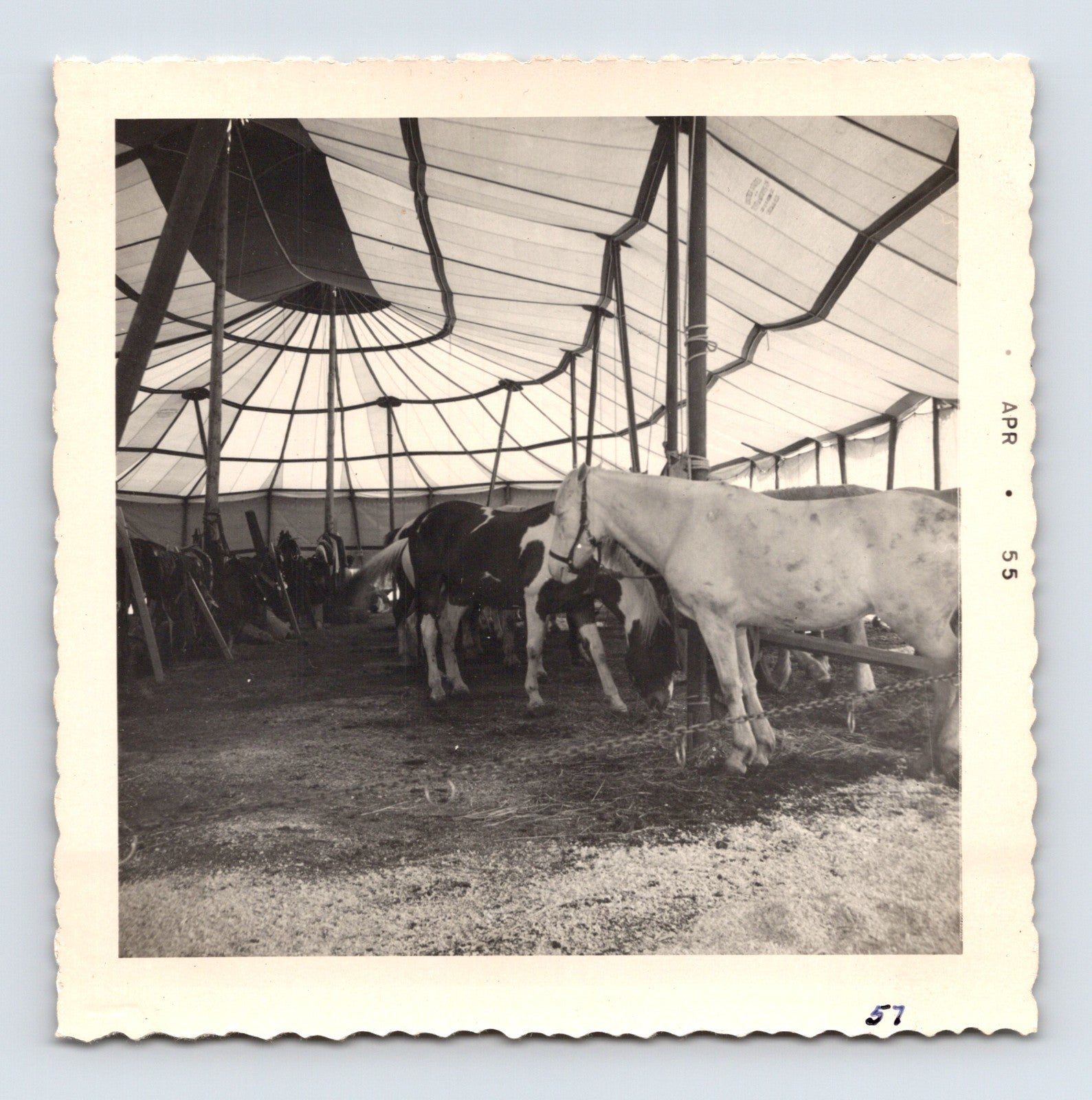 King Bros Circus 1955 photo of circus horses stabled beneath big top canvas interior - 3.5 x 3.5