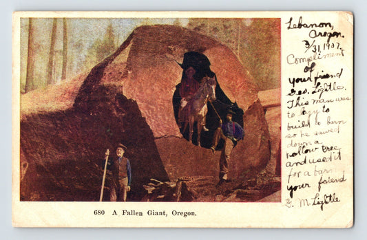 Lebanon Oregon giant fallen tree horse logging interior hollow trunk 1907 postcard