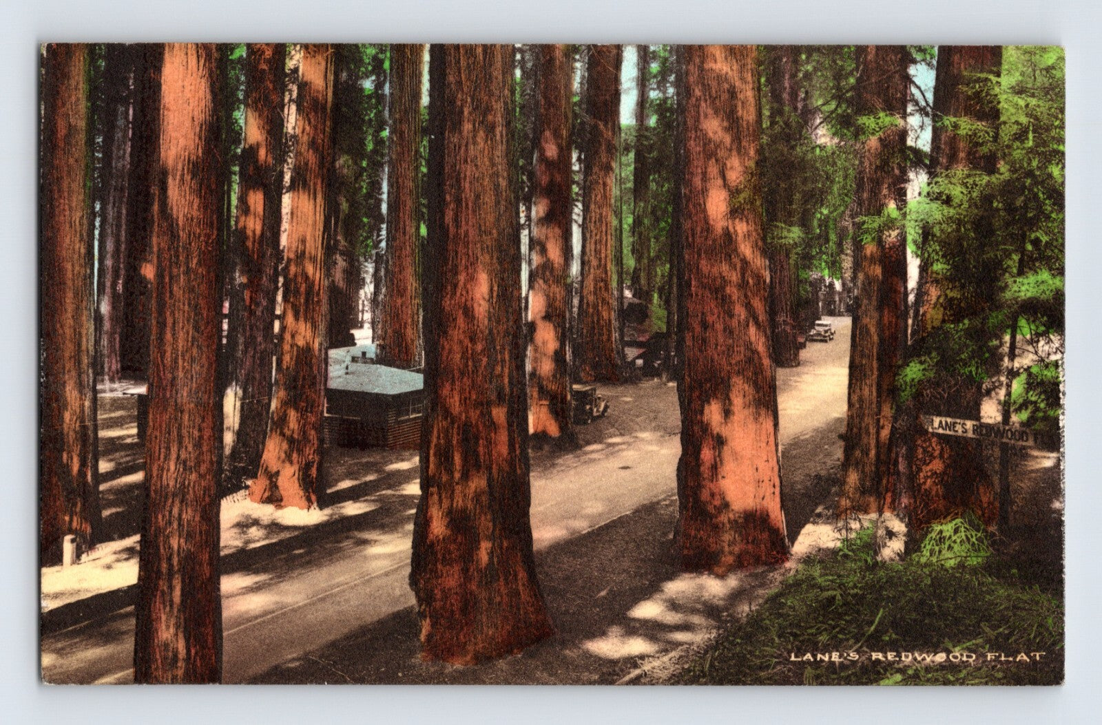 Mendocino California Lane Redwood Flat redwood grove cabins hand colored 1930s postcard wooded camp scene