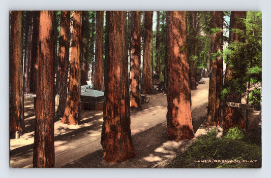 Mendocino California Lane Redwood Flat redwood grove cabins hand colored 1930s postcard wooded camp scene