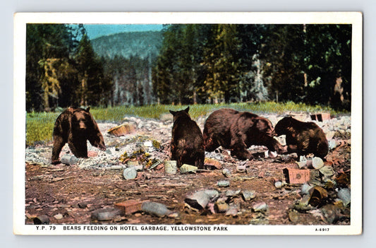 Yellowstone Wyoming bears feeding on hotel garbage 1930s Yellowstone Park postcard
