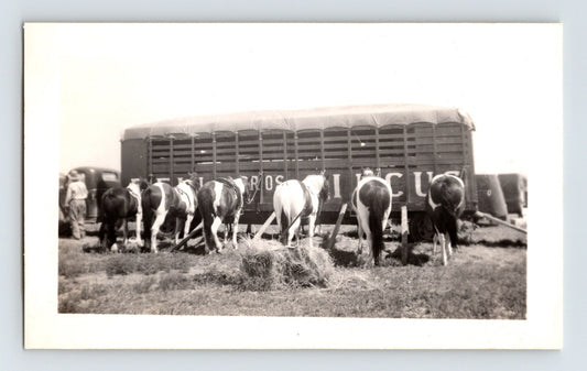 Bell Brothers Circus horses feeding beside transport wagon 1946 black and white photo