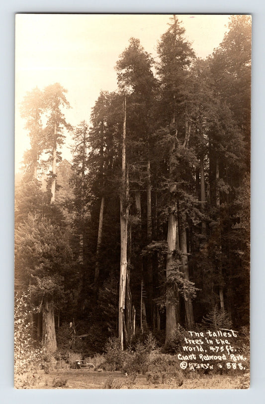 Redwood Highway California Giant Tree Park 1930s RPPC Postcard Unposted