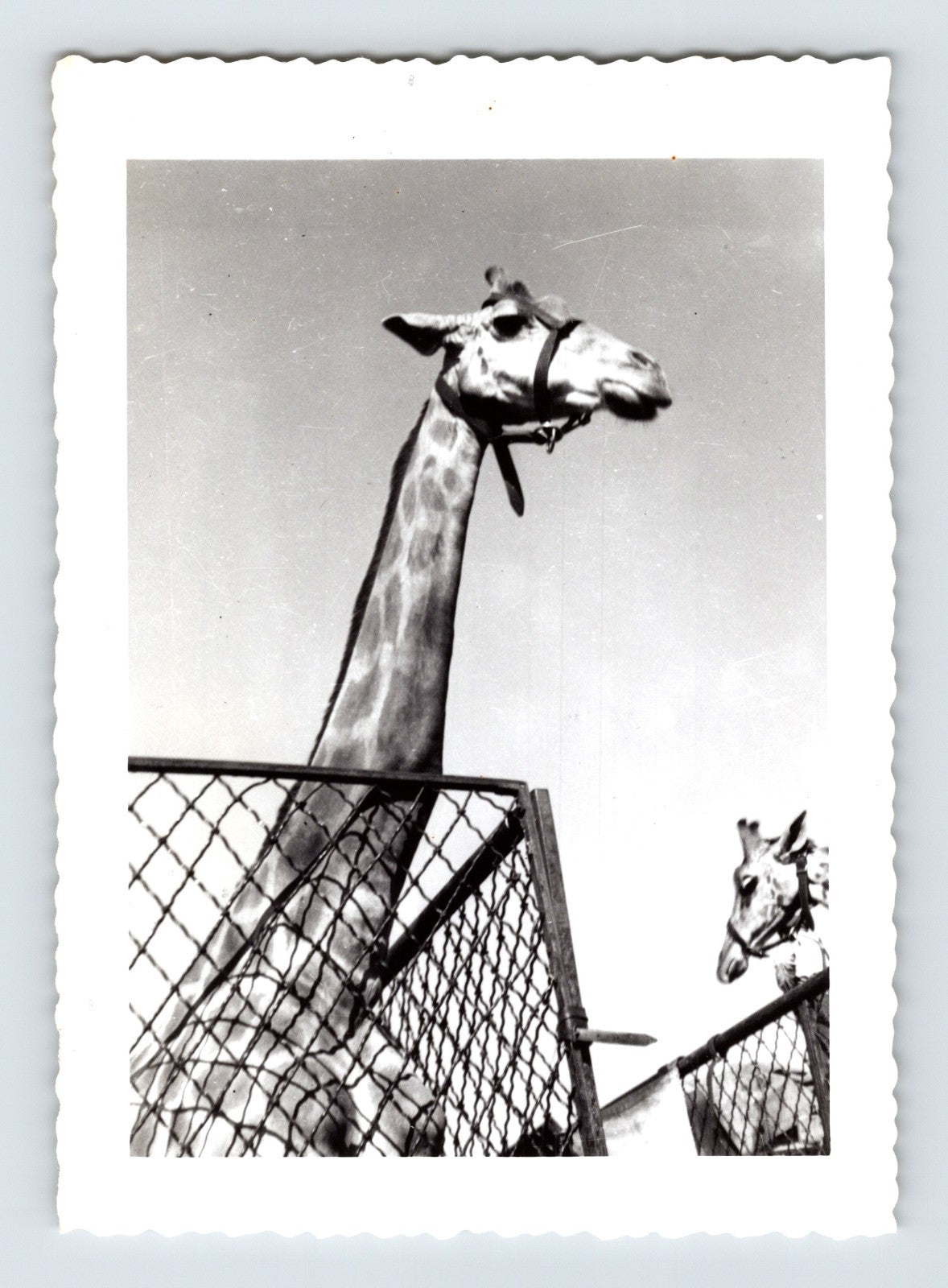 Ringling Bros Barnum Bailey circus giraffe standing behind chain fence