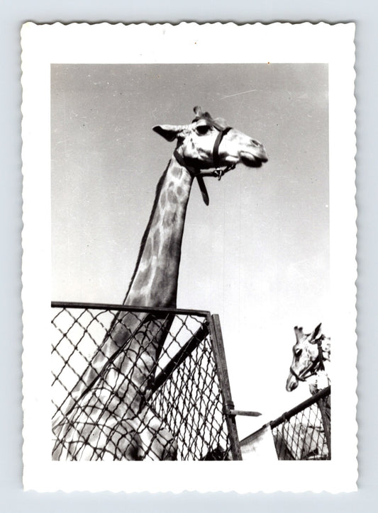 Ringling Bros Barnum Bailey circus giraffe standing behind chain fence
