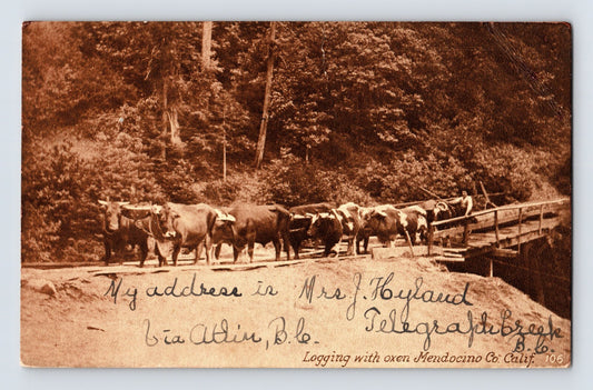 Mendocino California logging oxen team hauling timber wagon bridge 1911 postcard