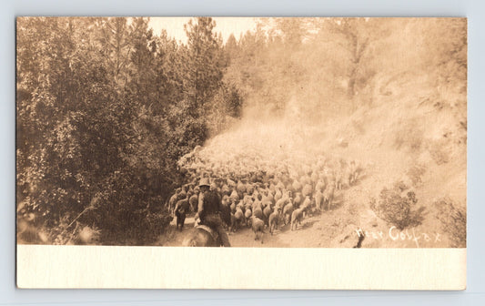 Colfax California Sheep Ranch Horse Pre-1907 RPPC Postcard Unposted Undivided