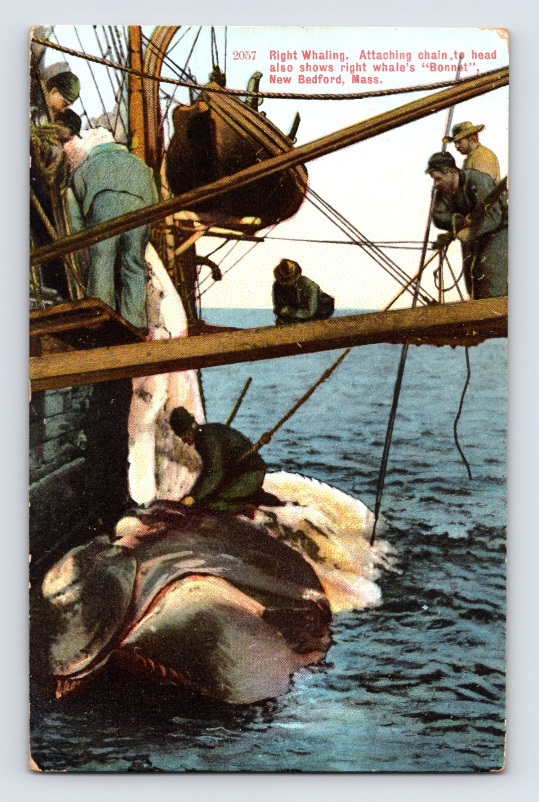 Right whaling scene New Bedford 1908 crew attaching chain to whale head alongside ship