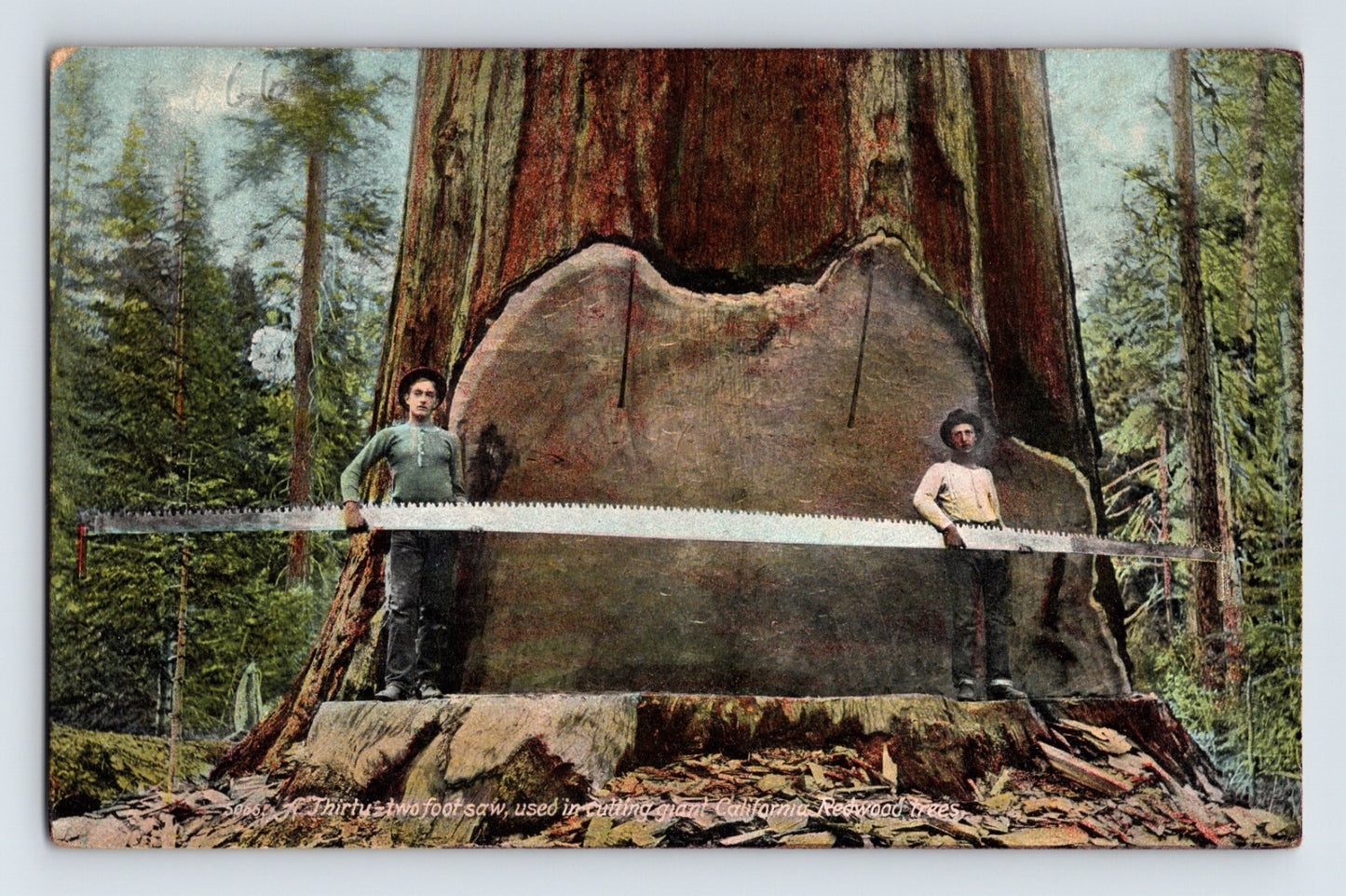 Redwood Highway California logging giant tree cross section handsaw 1910s postcard