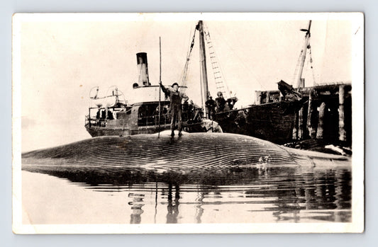 Whaling crew with steam ship at dock massive whale alongside pier 1910s real photo postcard