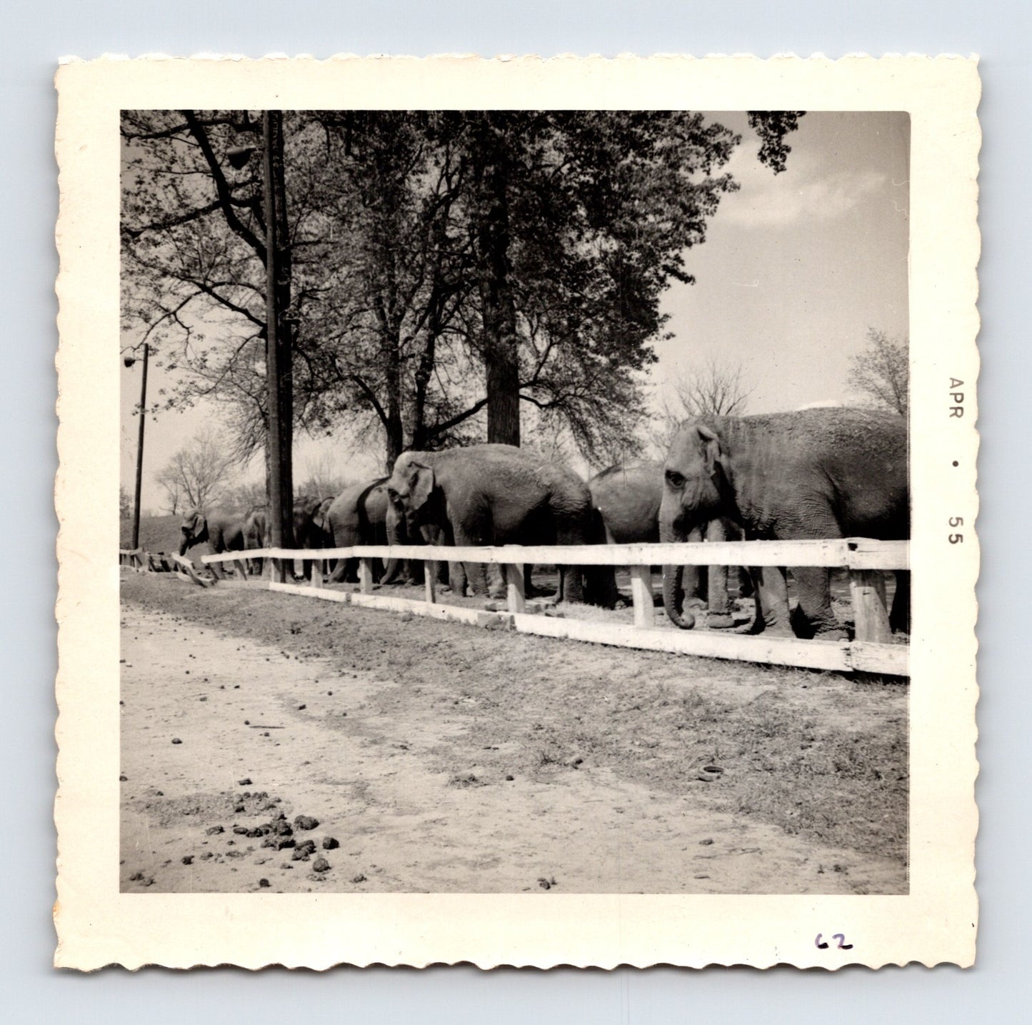 King Bros Circus 1955 photo line of elephants along fence outdoors winter quarters grounds