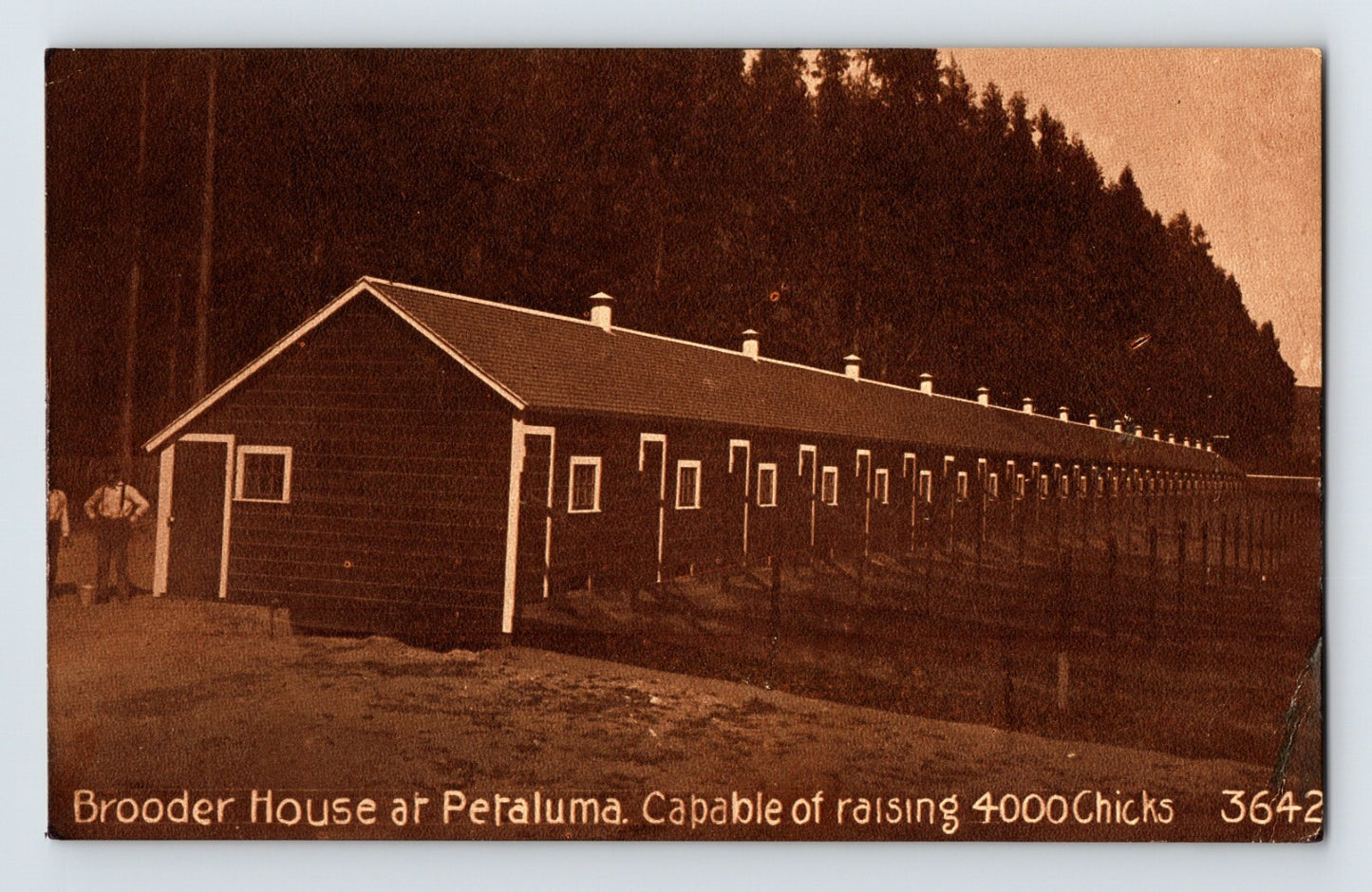 Petaluma California brooder house chicken farm long poultry building 1910s sepia postcard