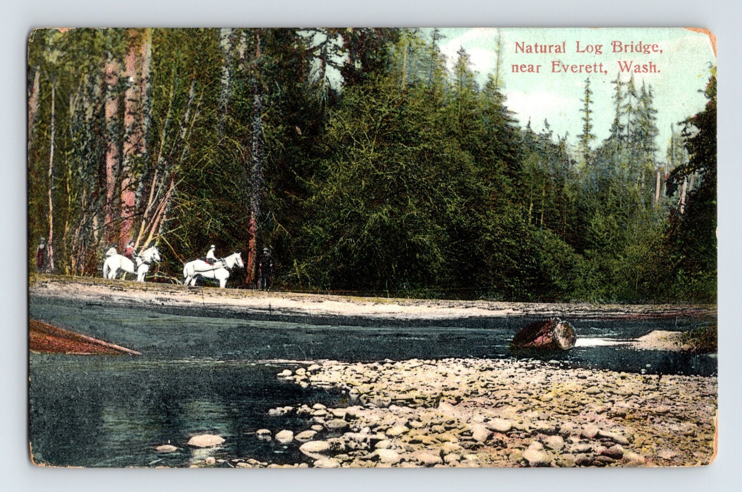 Everett Washington natural log bridge river horses forest 1910 postcard