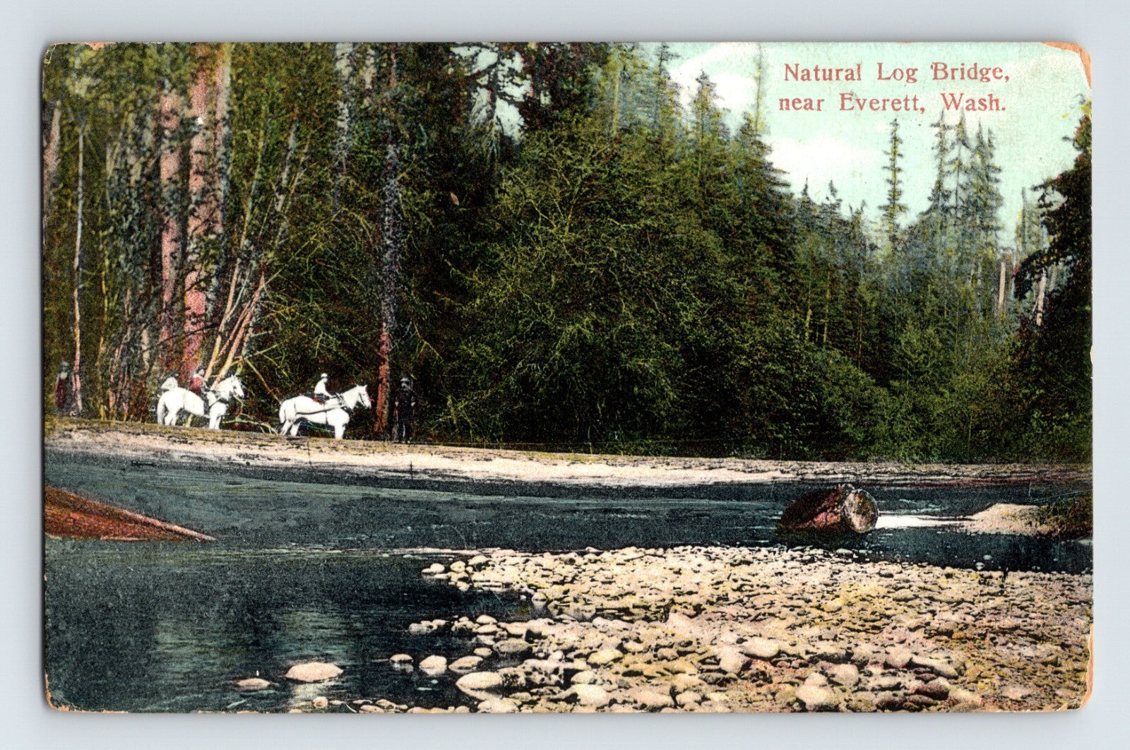 Everett Washington natural log bridge river horses forest 1910 postcard