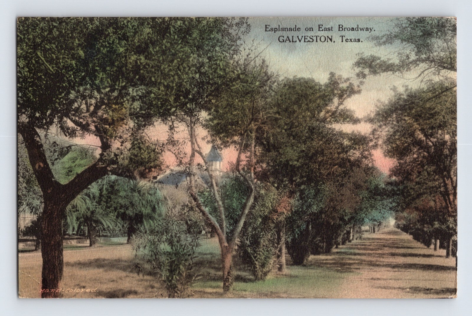 Galveston Texas East Broadway Esplanade tree lined avenue 1916 hand colored postcard