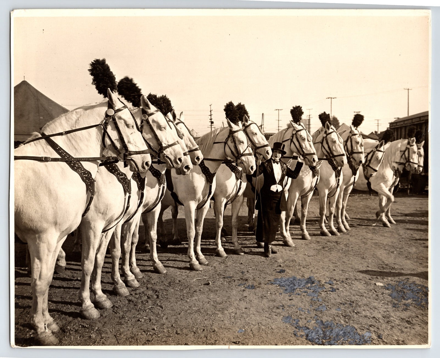 Circus Horses Lady Trainer 1934 Photo Magazine Published Original 8 x 10