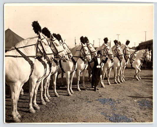 Circus Horses Lady Trainer 1934 Photo Magazine Published Original 8 x 10