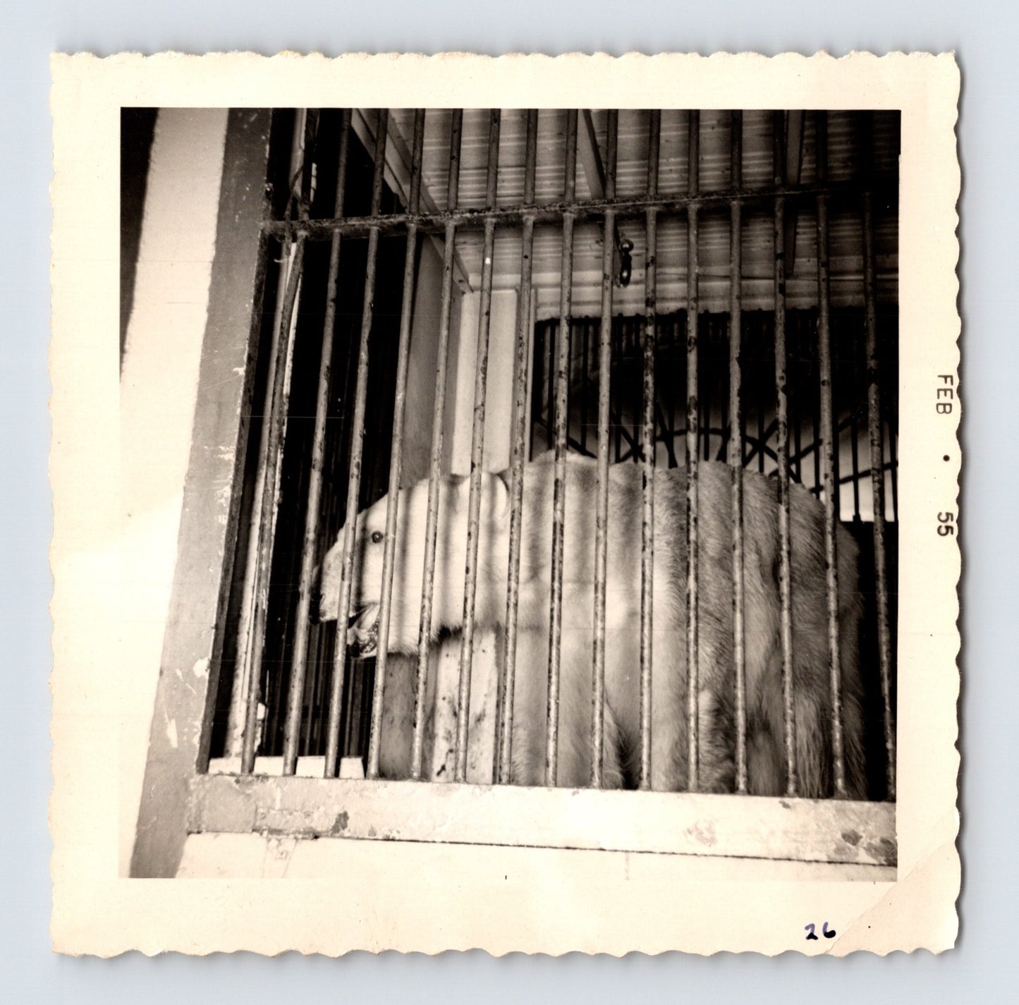 King Bros Circus polar bear in barred cage winter quarters February 1955 photo
