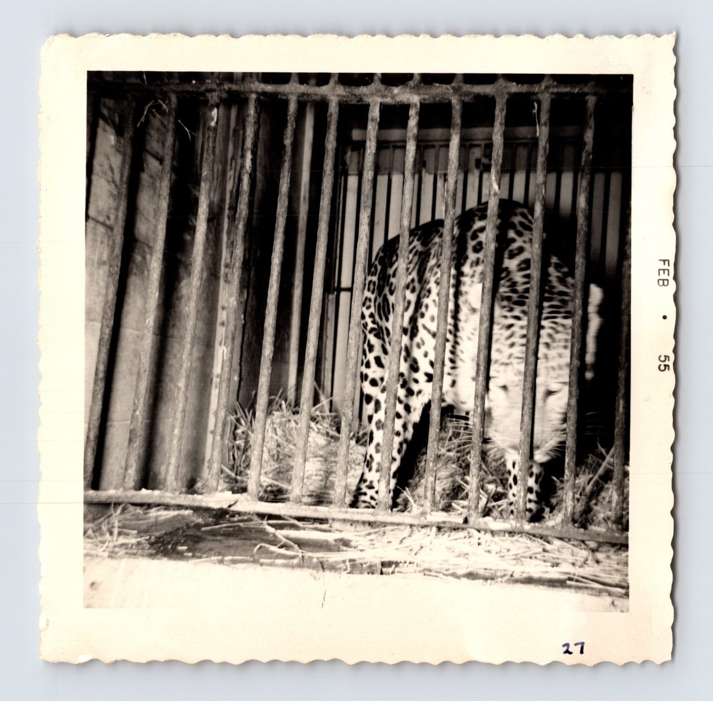 King Bros Circus leopard in barred cage winter quarters February 1955 photo