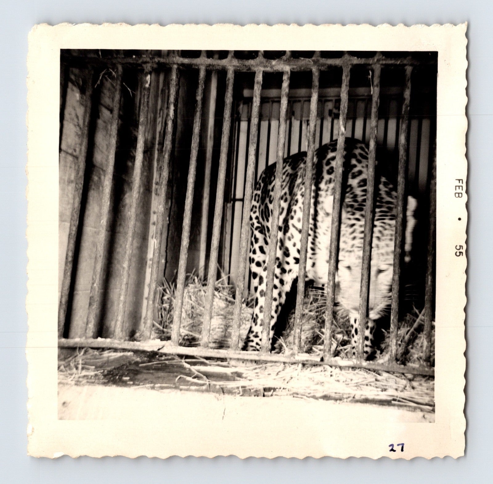King Bros Circus leopard in barred cage winter quarters February 1955 photo