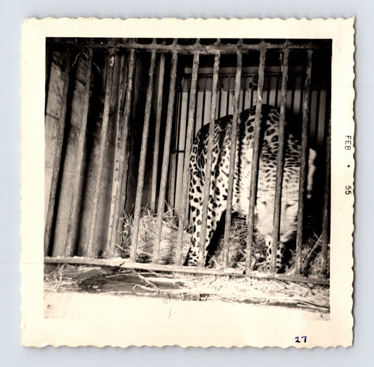 King Bros Circus leopard in barred cage winter quarters February 1955 photo