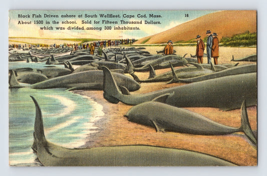 Illustration of blackfish whales stranded on beach at South Wellfleet Cape Cod Massachusetts with townspeople gathered along shoreline.