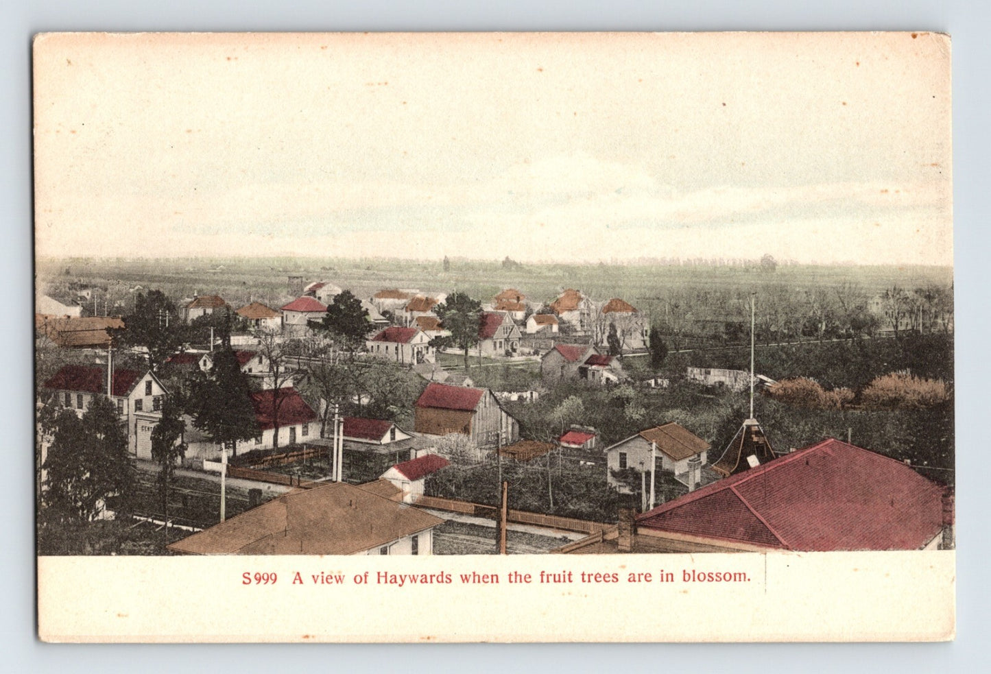 Vintage panoramic view of a town with houses and fruit trees in bloom, labeled 'A view of Hayward when the fruit trees are in blossom'.