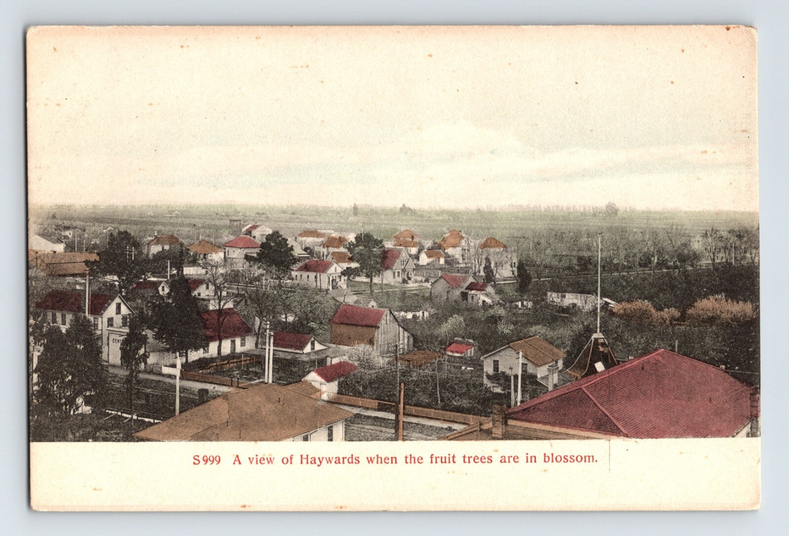 Vintage panoramic view of a town with houses and fruit trees in bloom, labeled 'A view of Hayward when the fruit trees are in blossom'.