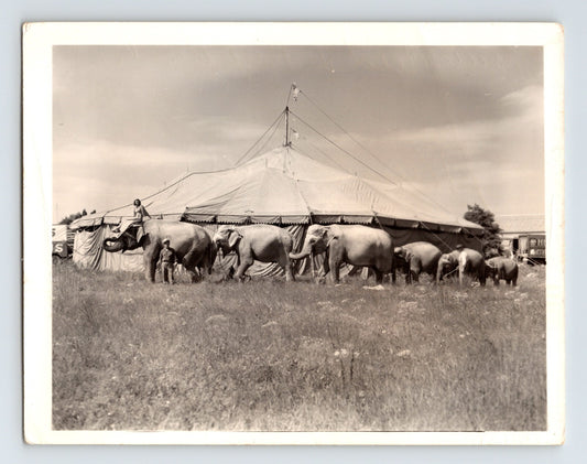 Black and white 1949 photograph of Hunt Bros Circus elephant herd walking beside big top tent with handler and rider visible in field setting