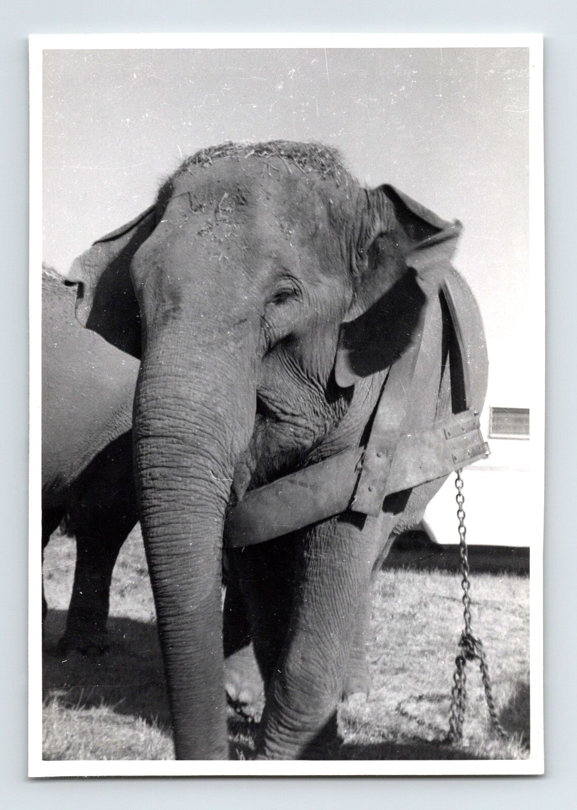 Kelly Miller Circus 1958 Photo Elephant Kay 4.75 x 3.25