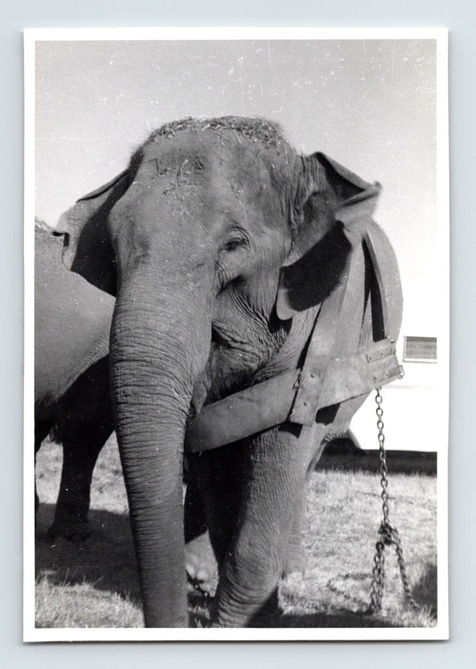 Kelly Miller Circus 1958 Photo Elephant Kay 4.75 x 3.25