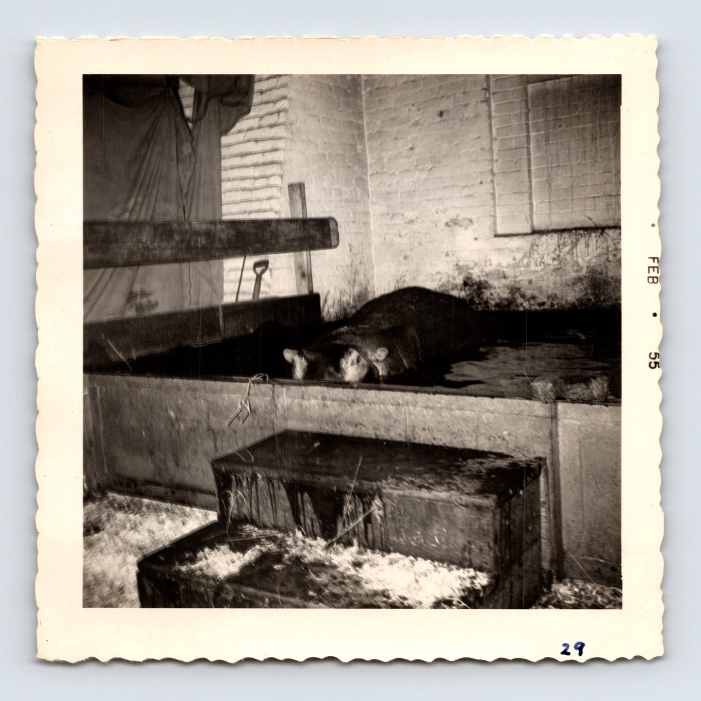 King Bros Circus 1955 photo hippopotamus resting in indoor enclosure winter quarters barn