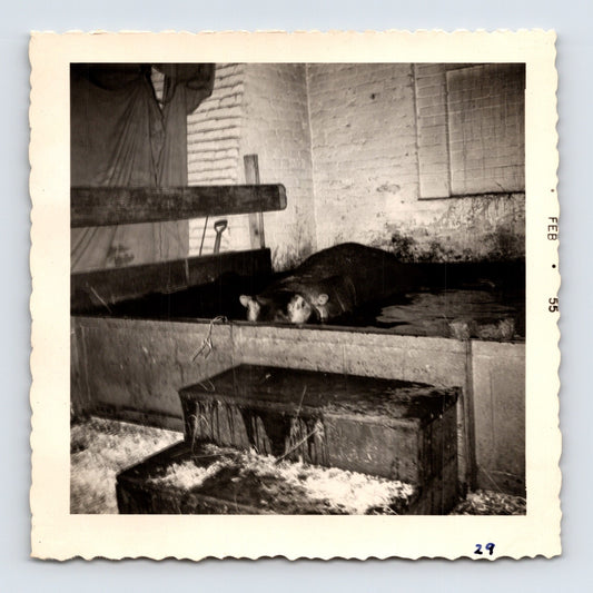 King Bros Circus 1955 photo hippopotamus resting in indoor enclosure winter quarters barn