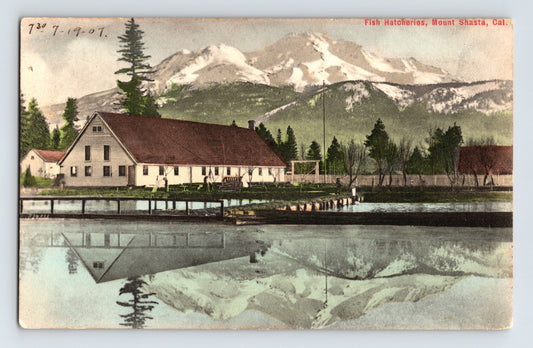Mount Shasta California Fish Hatchery 1907 Postcard Posted Divided Back