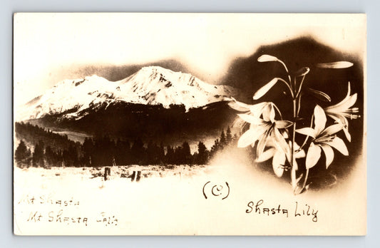 Mount Shasta California Shasta lily composite mountain landscape real photo postcard