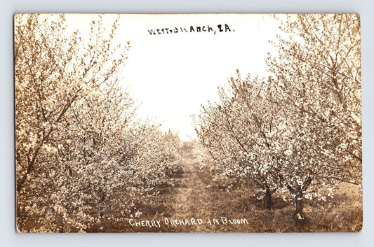 West Branch Iowa cherry orchard in bloom trees lining path 1908 real photo postcard