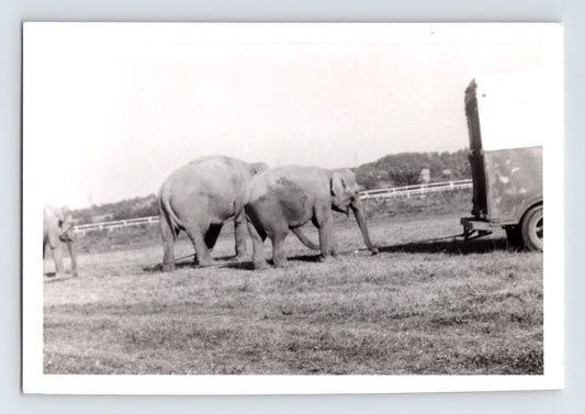 Benson Bros Circus 1957 elephants walking beside trailer black and white photo
