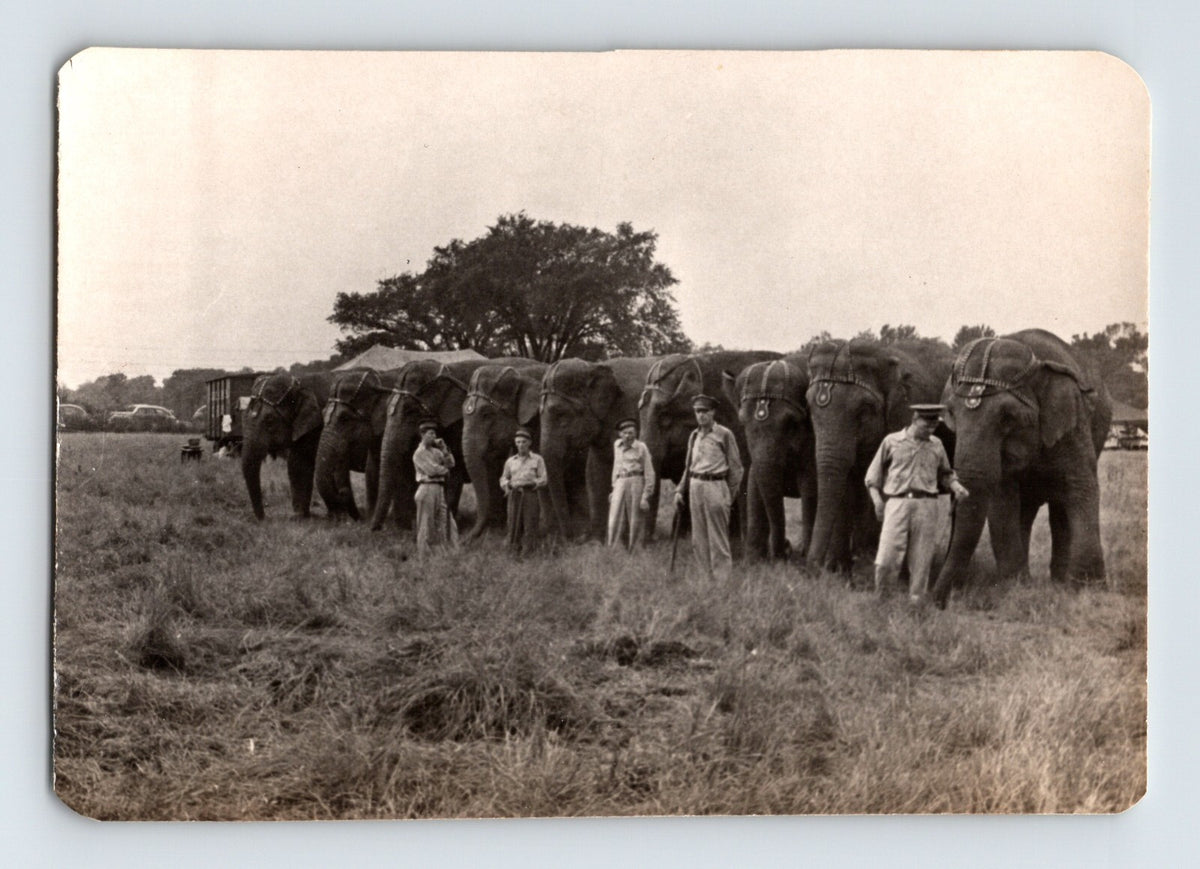 Cole Bros Circus elephant herd lineup handlers field 1945 photo
