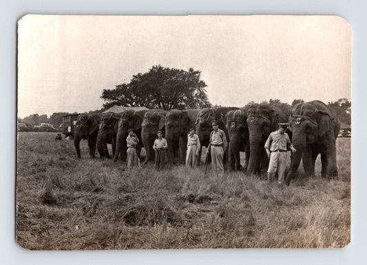 Cole Bros Circus elephant herd lineup handlers field 1945 photo