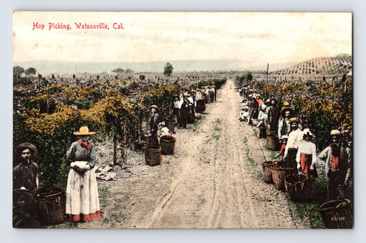 Hand-colored postcard of hop picking scene in Watsonville California with workers lined along vineyard rows holding baskets