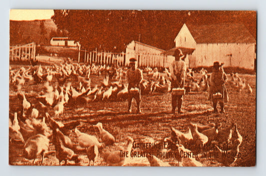 Petaluma California chicken egg gathering poultry farm sepia postcard 1910s