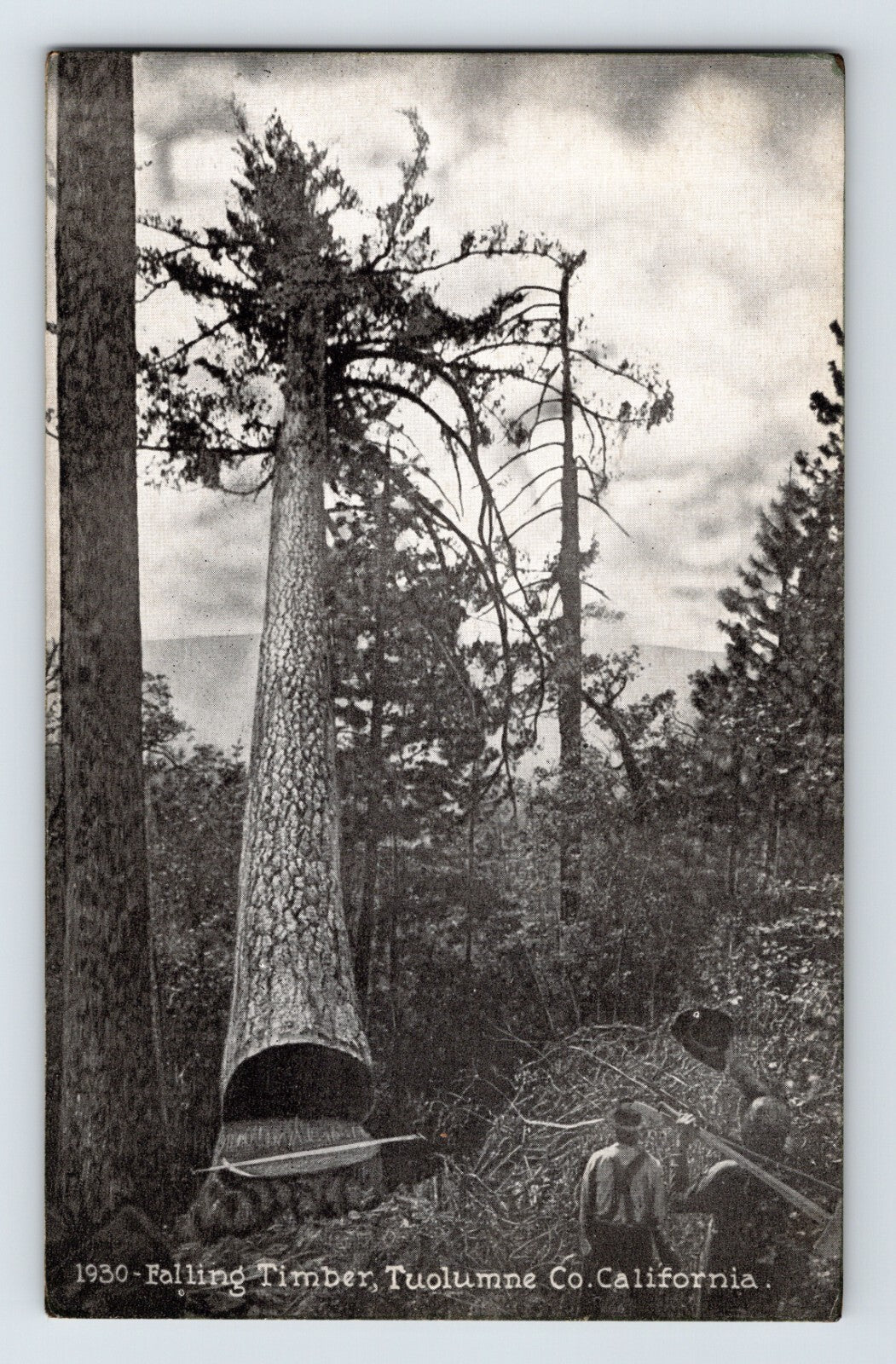 Mariposa California falling timber logging crew large tree cut 1910s postcard