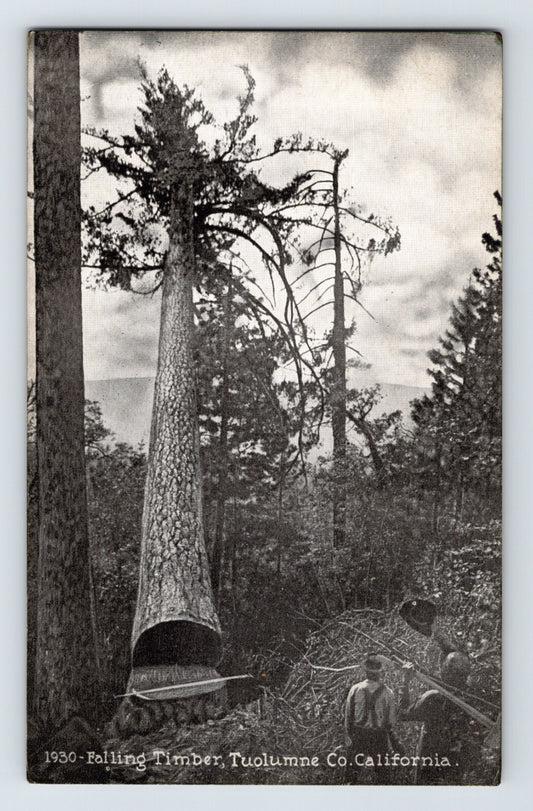 Mariposa California falling timber logging crew large tree cut 1910s postcard