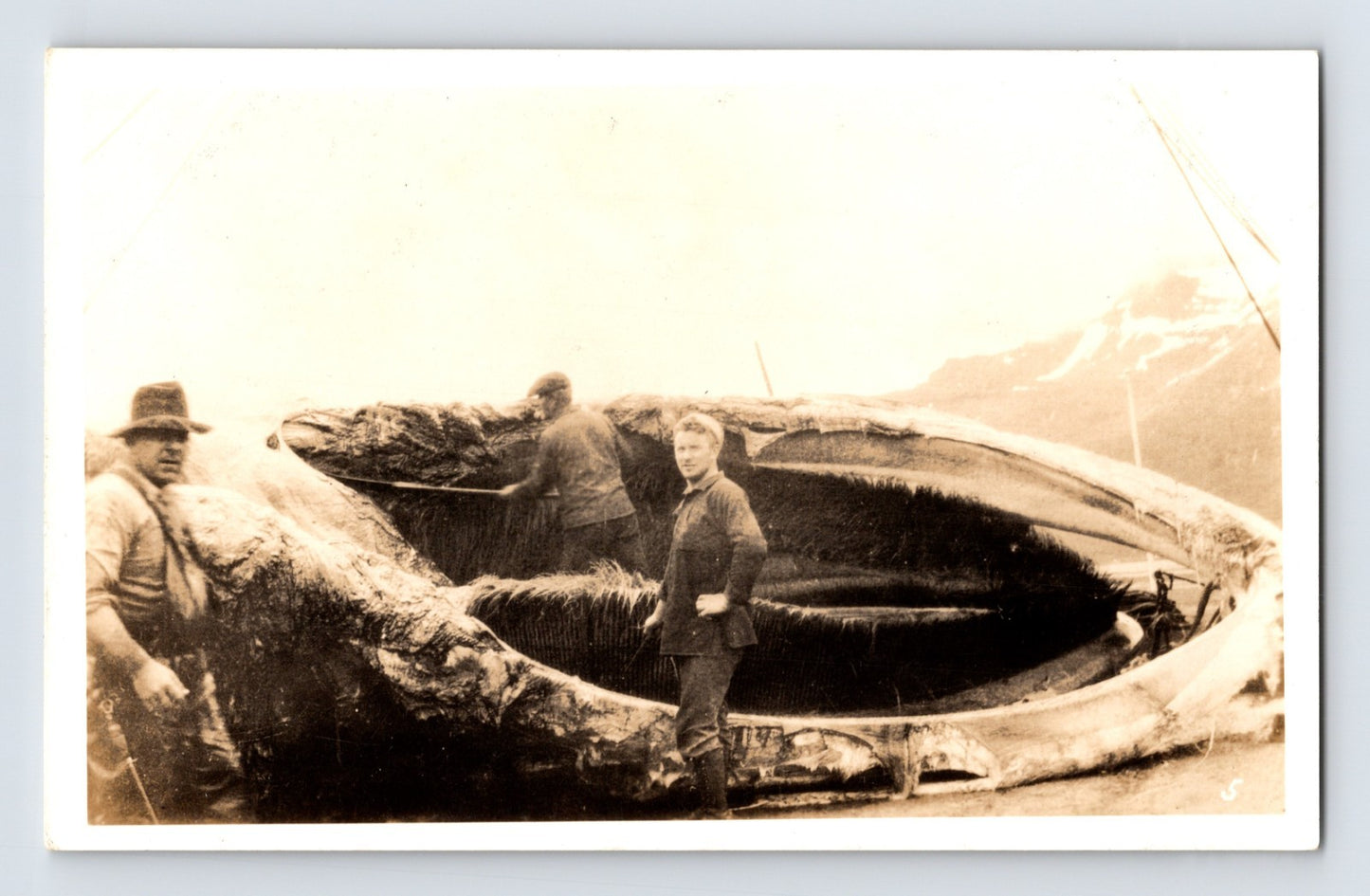 Whaling crew standing beside giant opened whale carcass 1930s real photo postcard