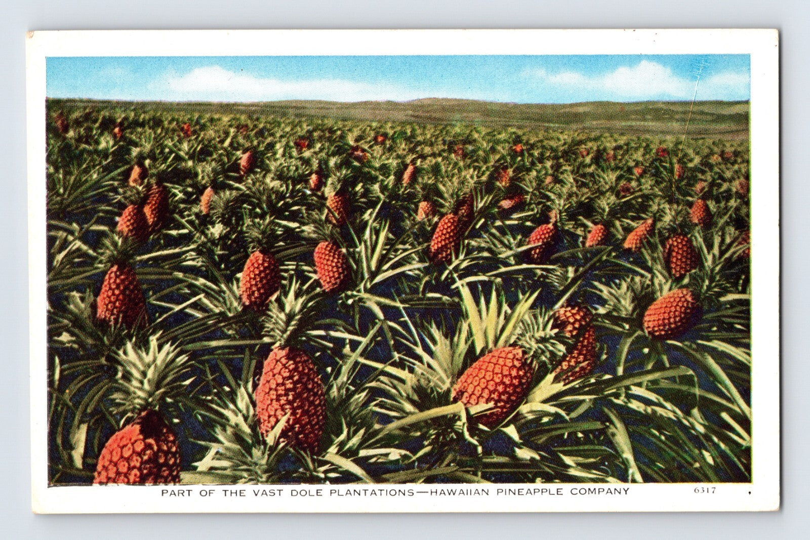Hawaii Dole pineapple plantation rows fruit field agricultural landscape 1930s postcard